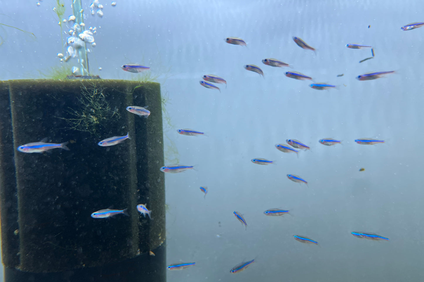 Green Neon Tetra