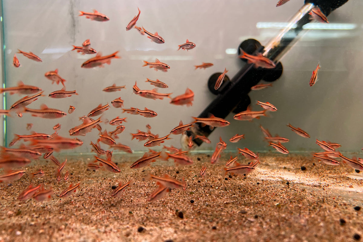 CK Fishworld