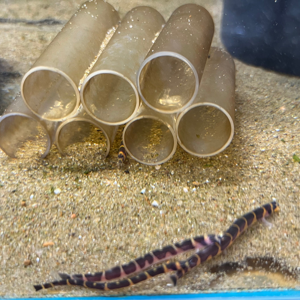 Kuhli Loach