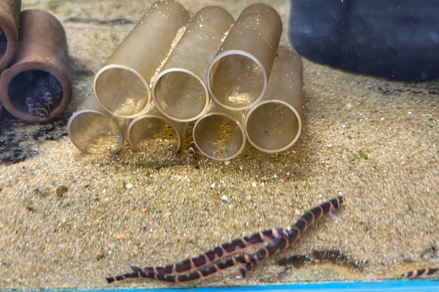 Kuhli Loach