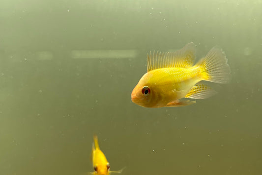 Gold Ram