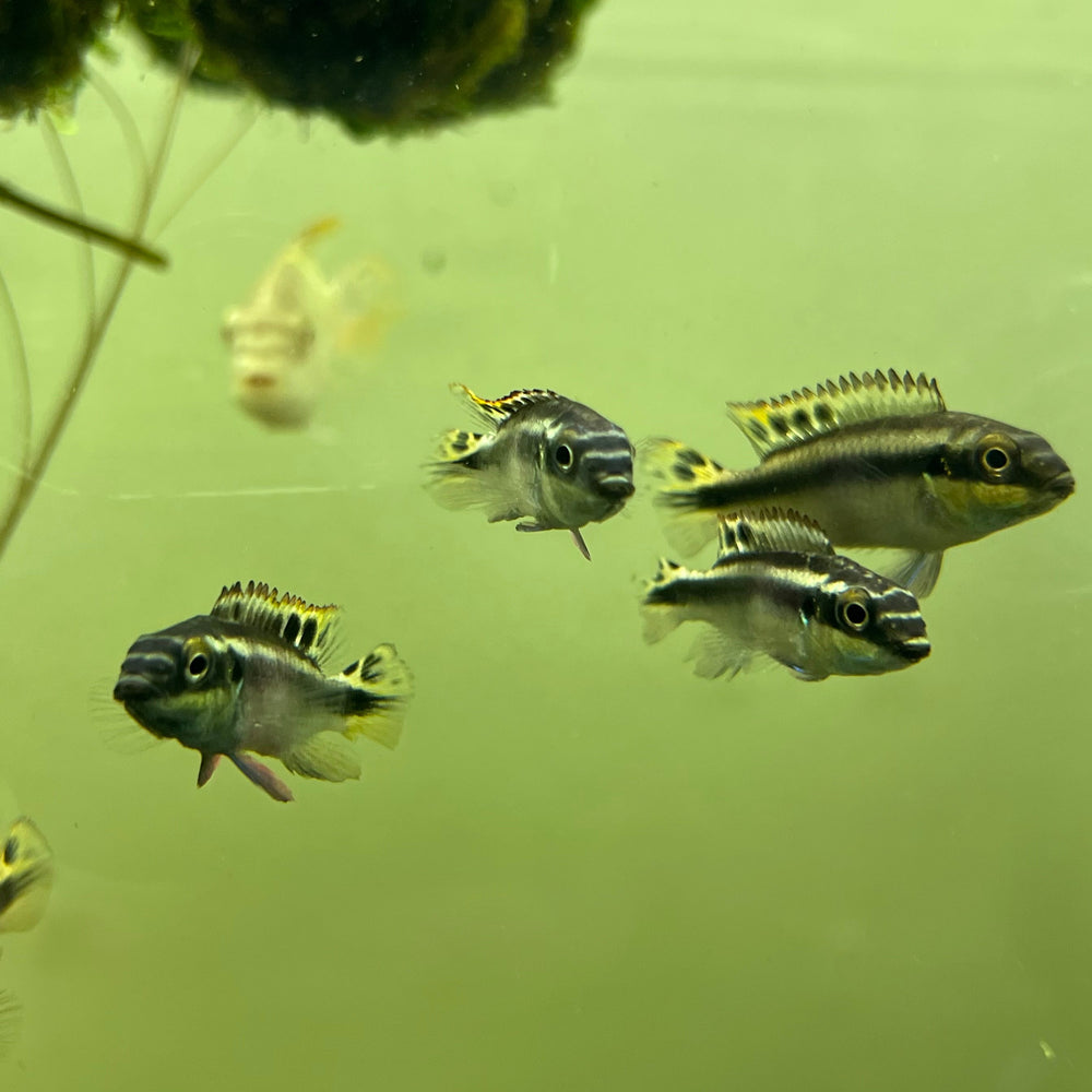 Kribensis Cichlid