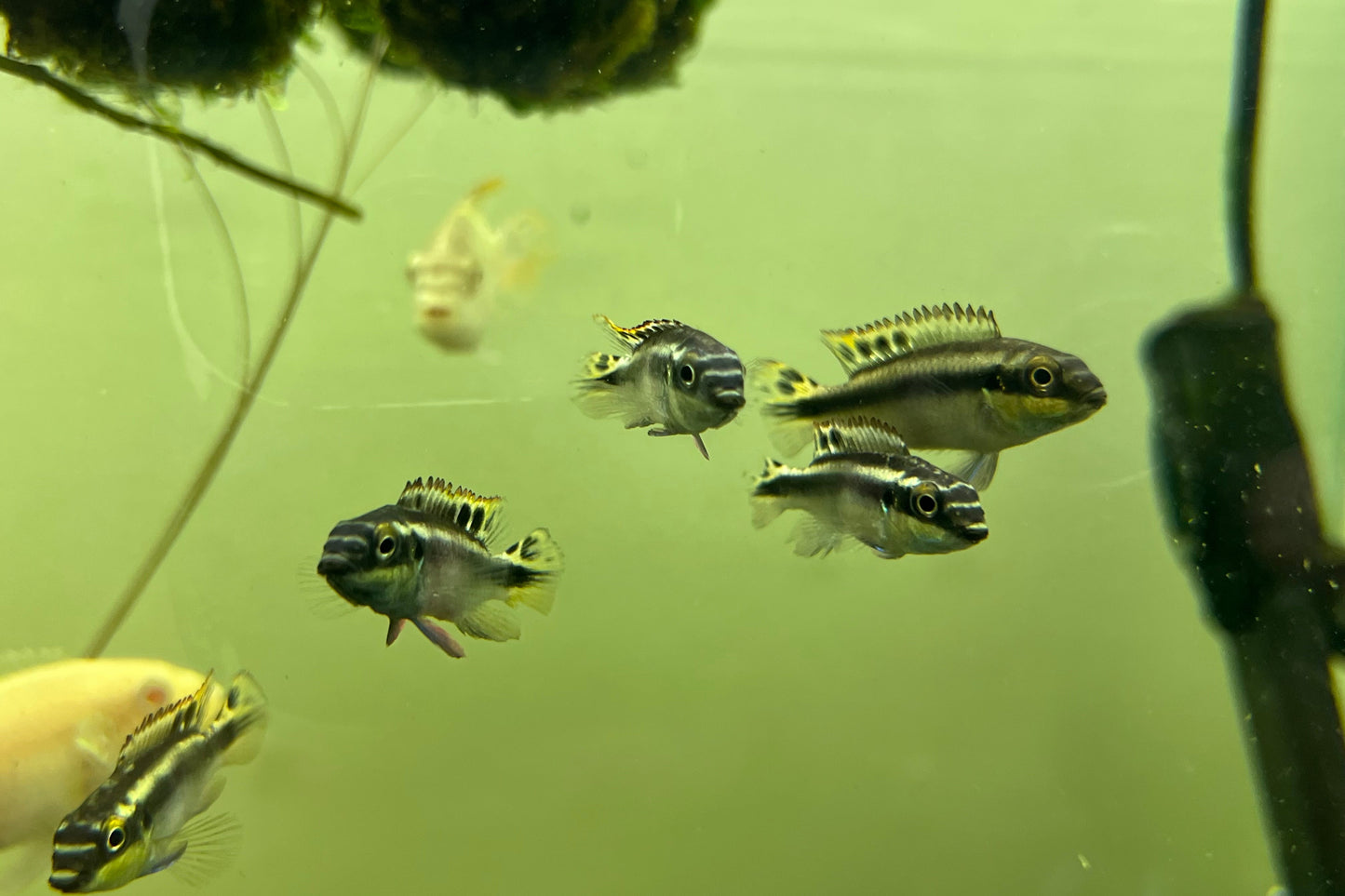 Kribensis Cichlid