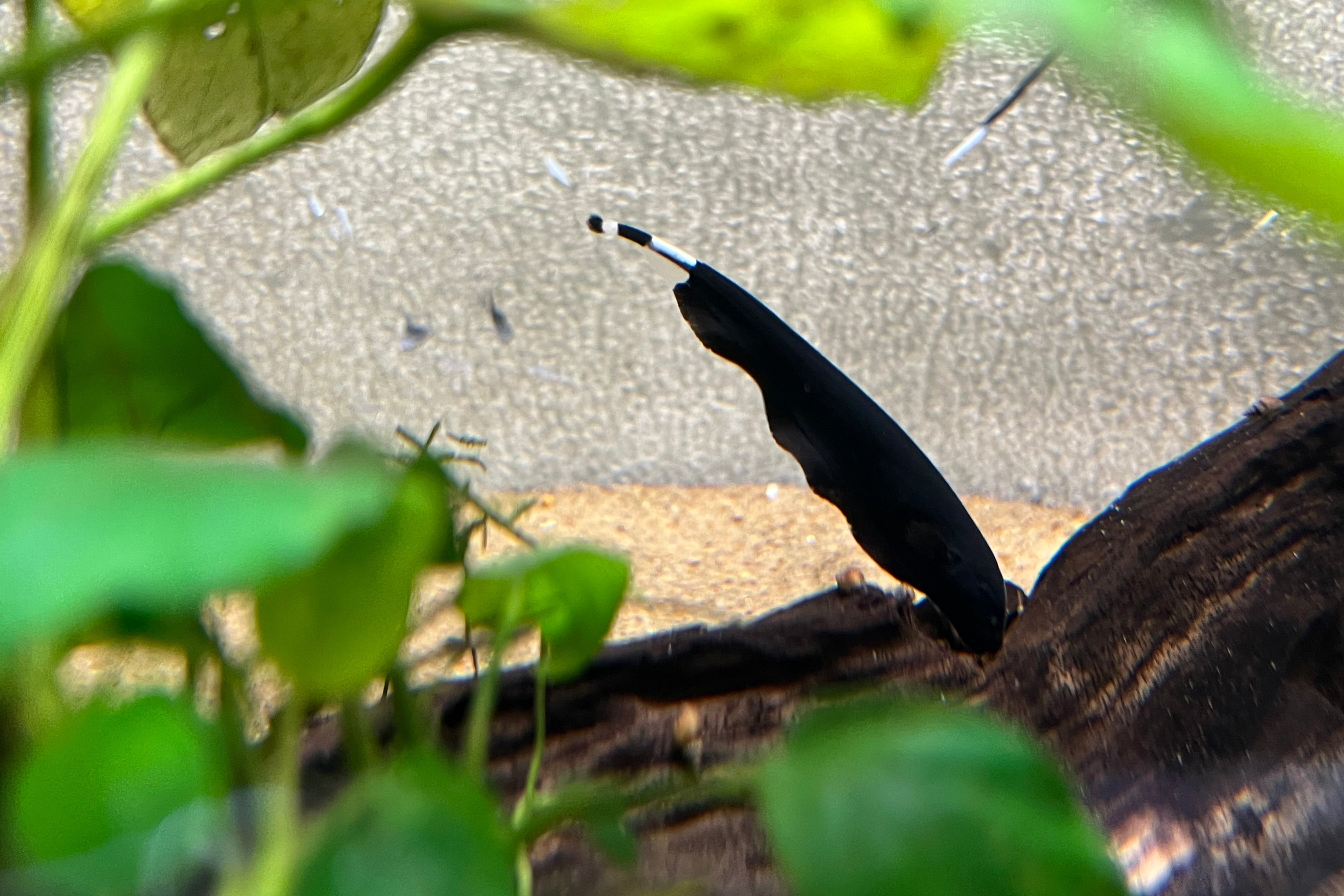 Black Ghost Knifefish – CK Fishworld