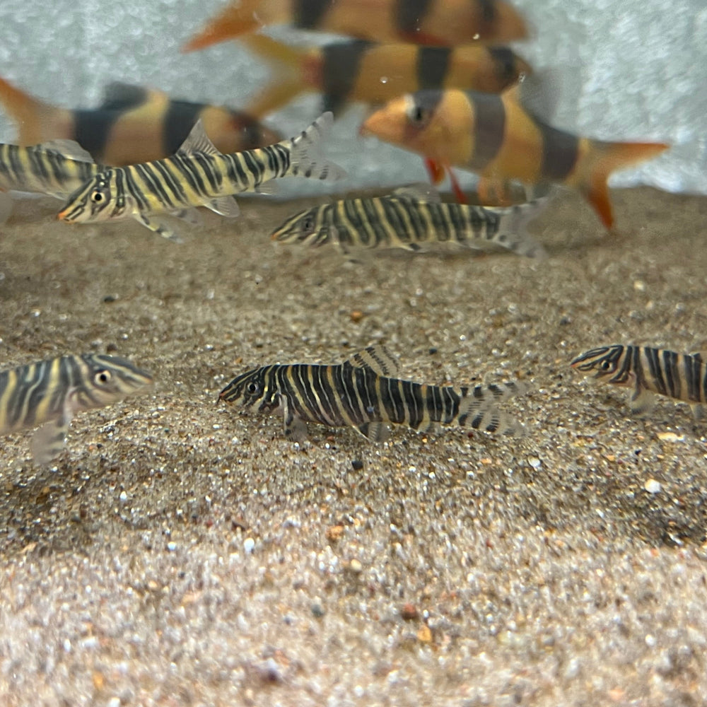 Zebra Loach