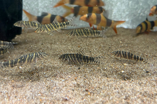 Zebra Loach