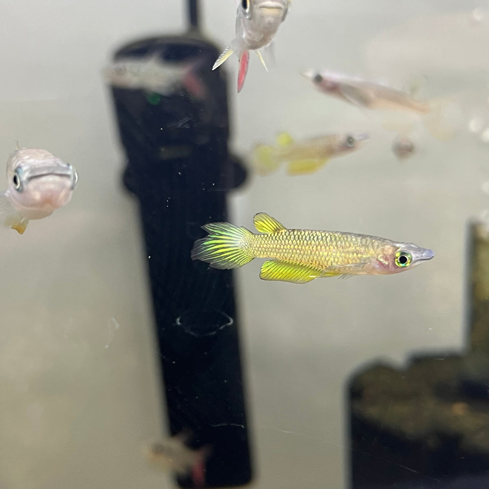 Golden Wonder Killifish