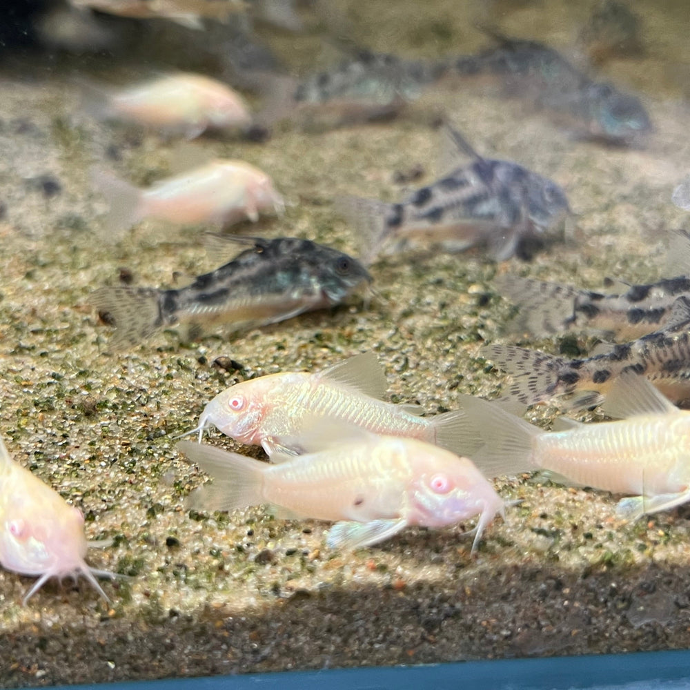 Albino Cory