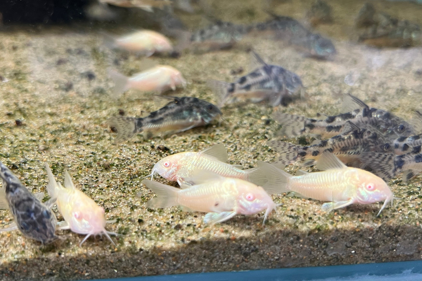 Albino Cory