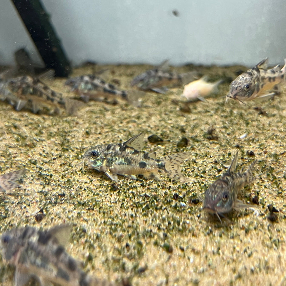 Peppered Cory