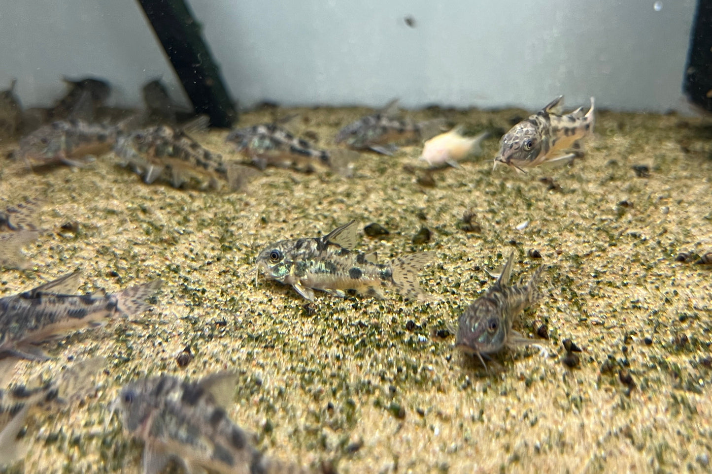 Peppered Cory