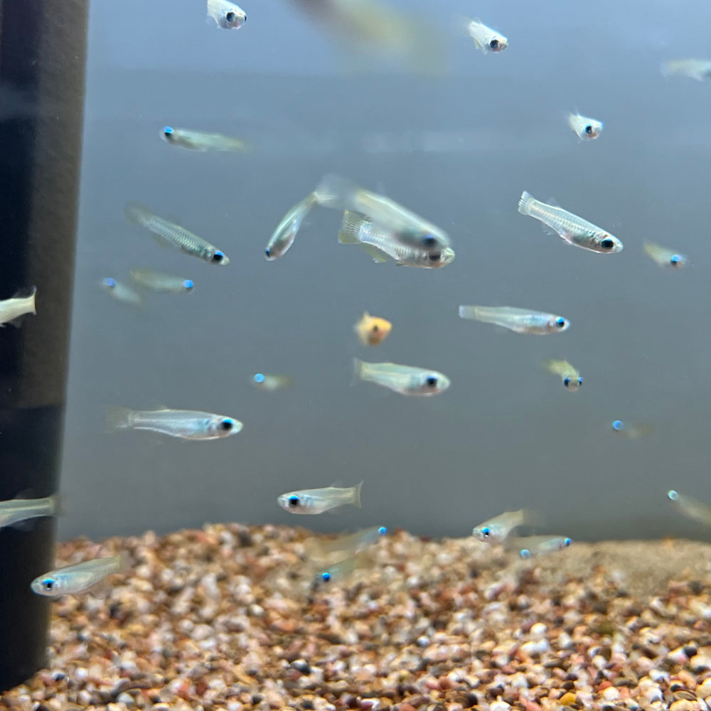 Lamp Eye Killifish