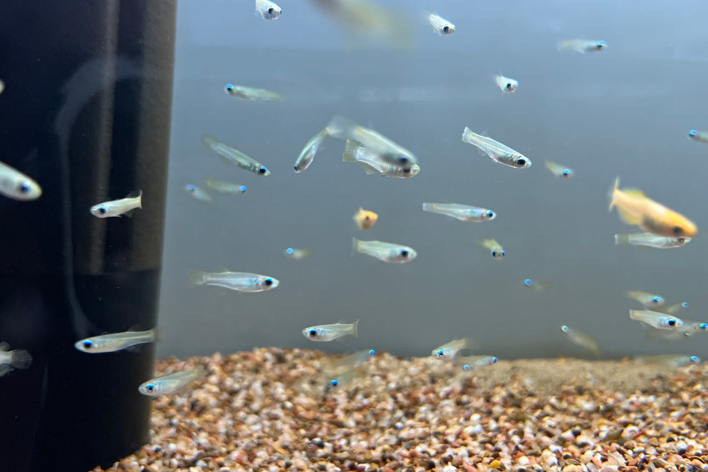 Lamp Eye Killifish