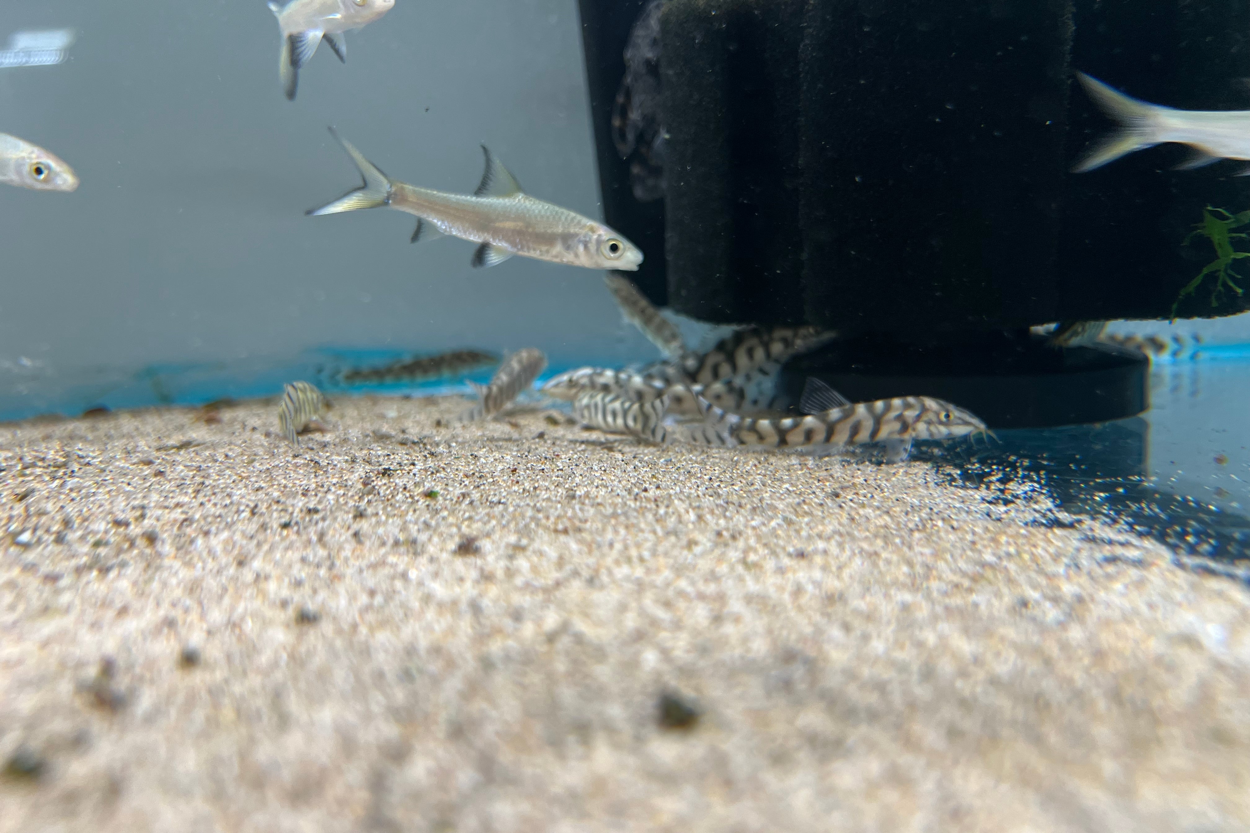Yo-Yo Loach – CK Fishworld