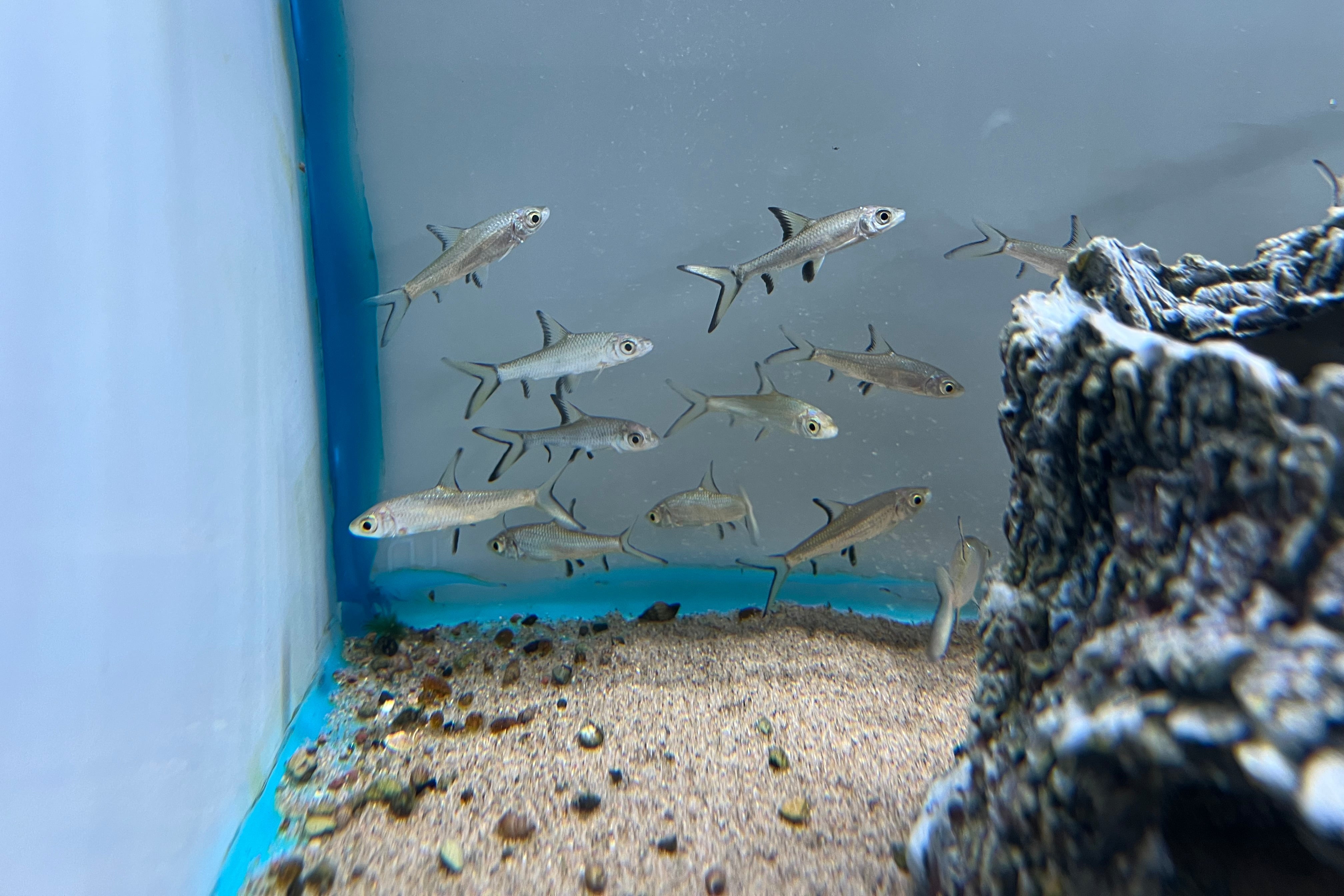 Bala Shark – CK Fishworld