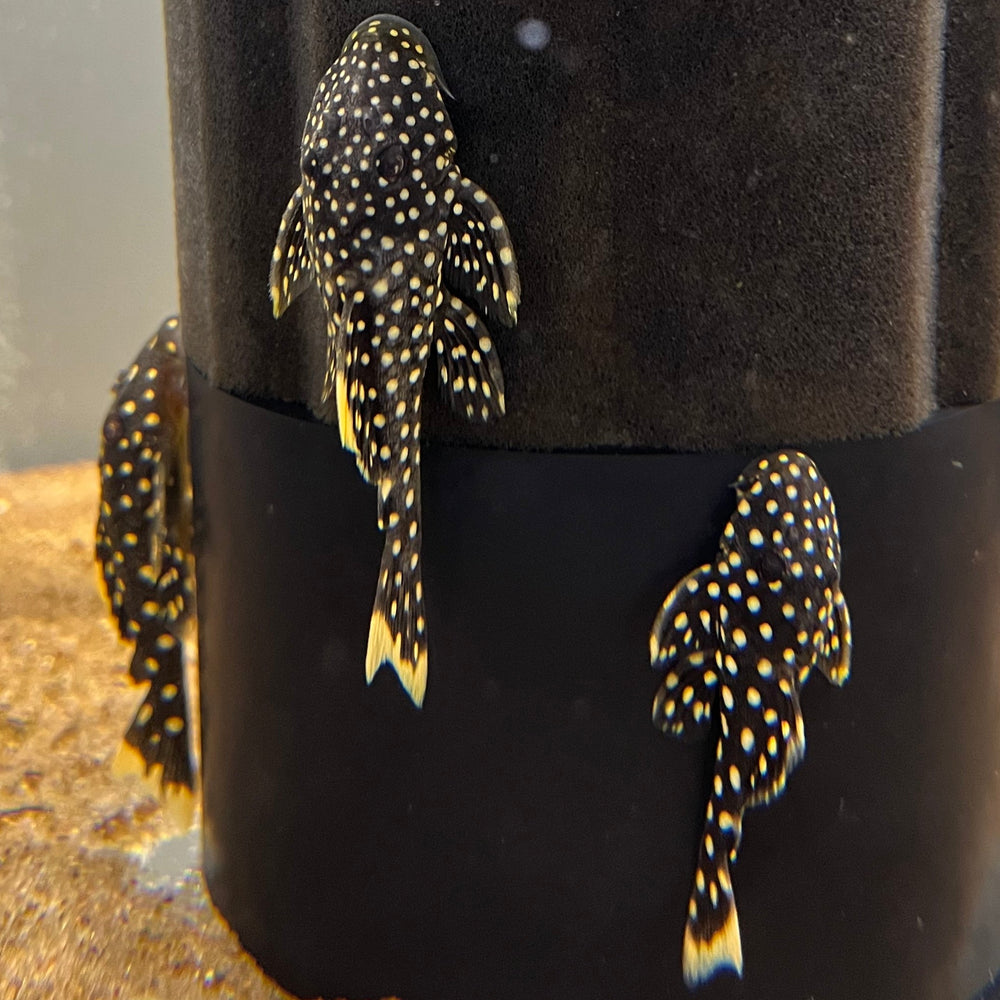 Gold Nugget Pleco