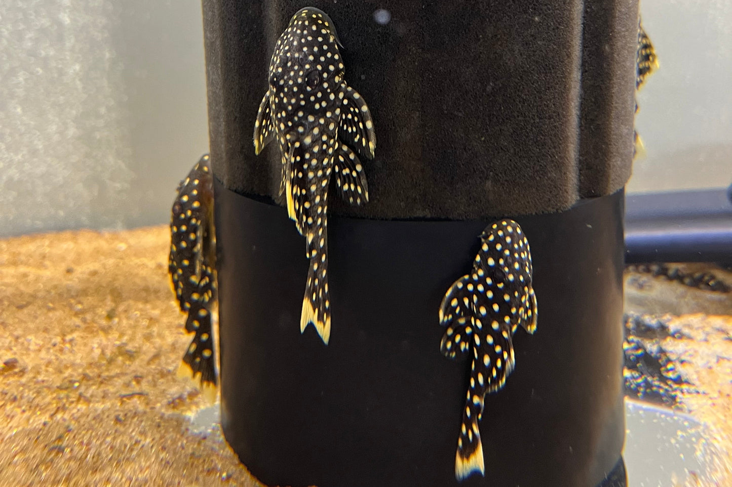 Gold Nugget Pleco