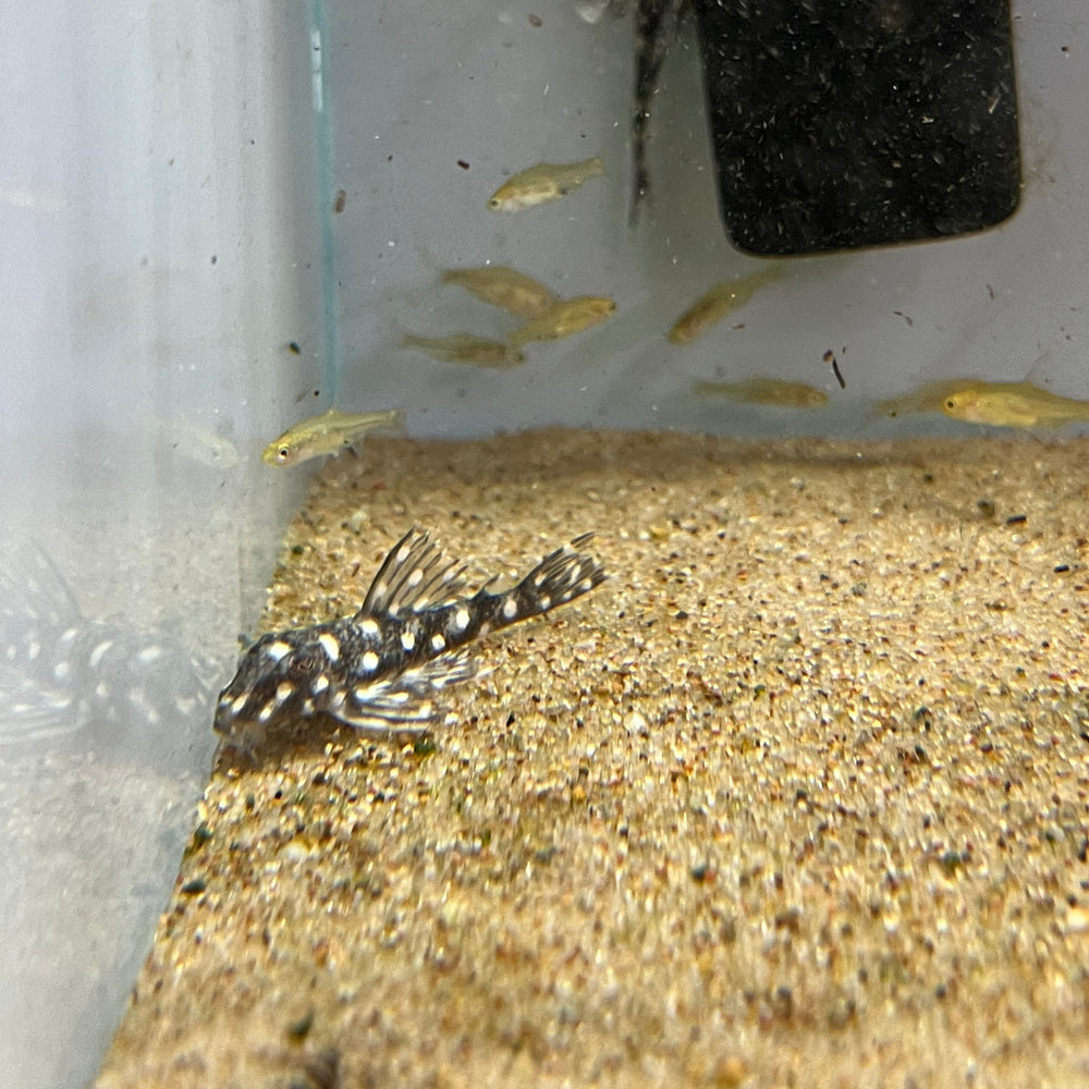 Snowball Pleco