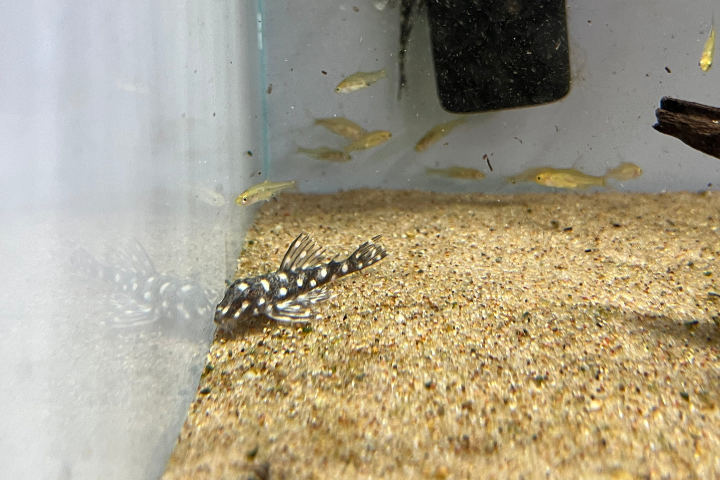 Snowball Pleco