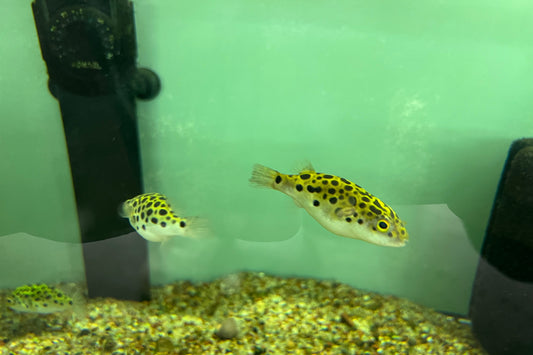 Green Spotted Puffer