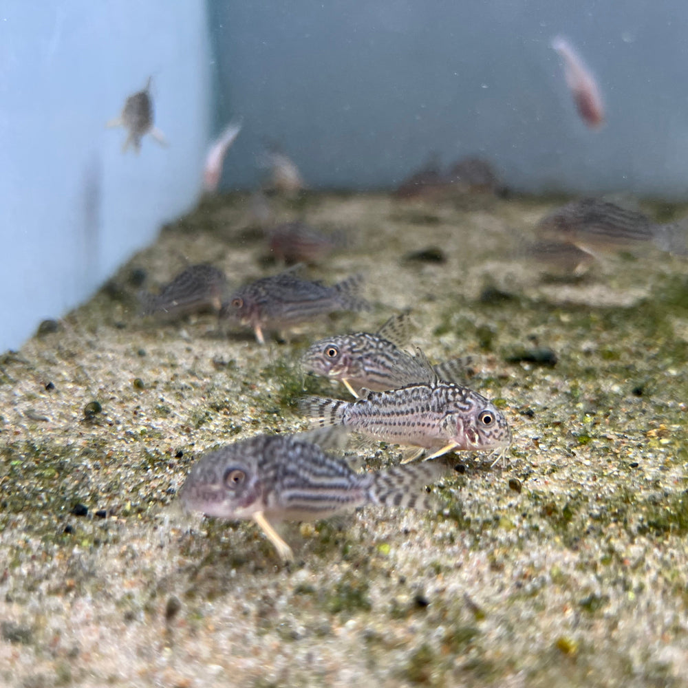 Sterba's Cory