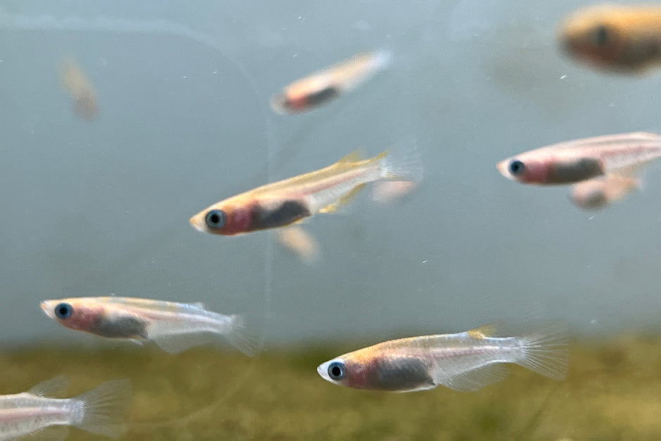 Japanese Ricefish & Medaka for Sale – CK Fishworld