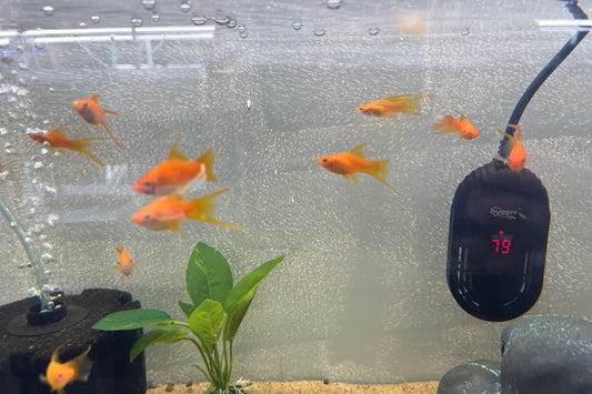 Hi-Fin Lyretail Swordtail