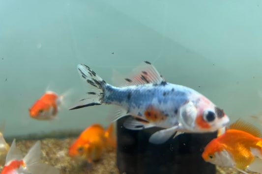 Shubunkin Goldfish (3")