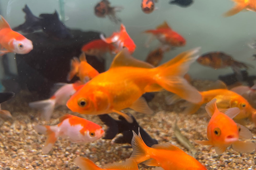 Goldfish for Sale: Overnight Shipping (Live Arrival Guaranteed) – CK ...