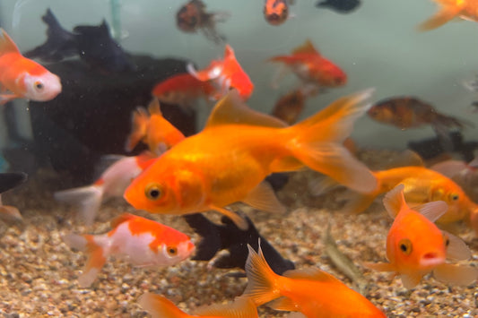 Oranda Goldfish (3")