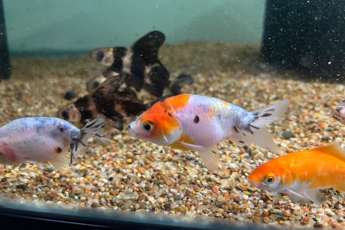 Fish Goldfish Ranchu Ranchu Goldfish (3