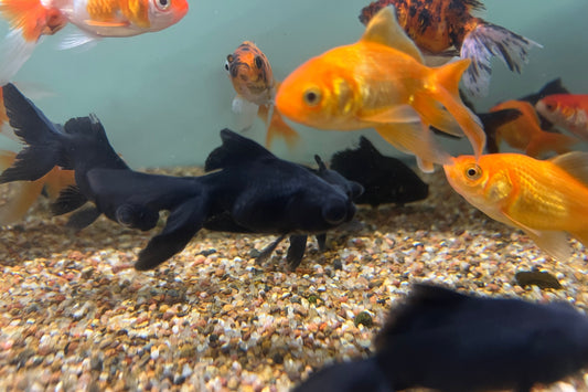 Black Moor Goldfish (3")