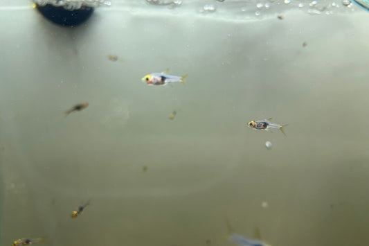 Purple Harlequin Rasbora