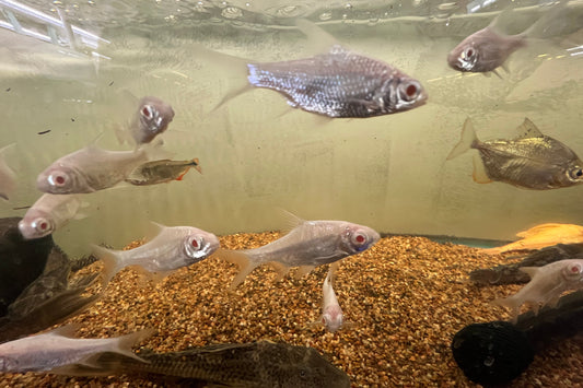 Albino Tinfoil Barb