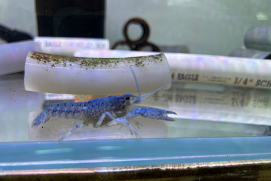 Blue Crayfish