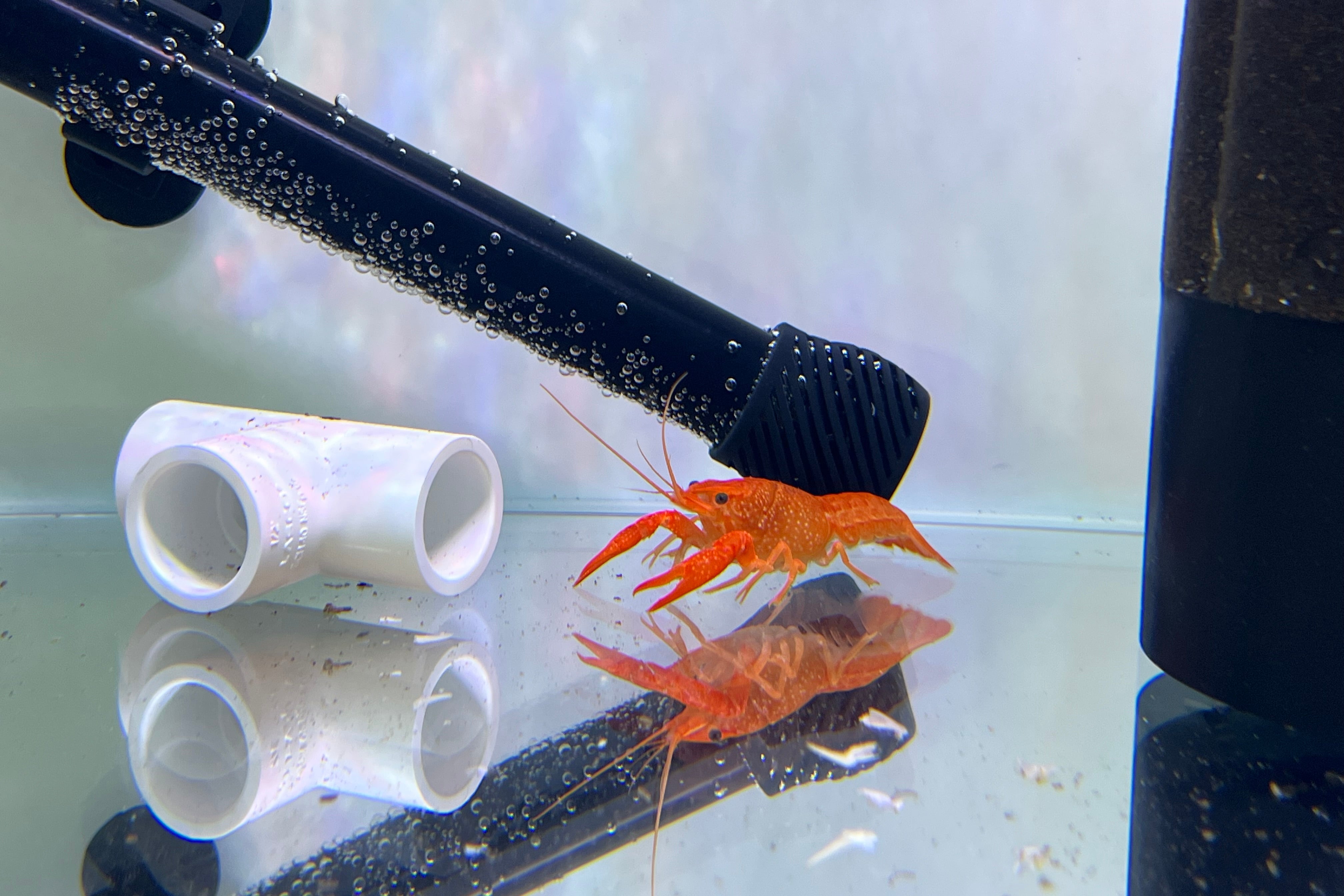 Freshwater Crabs & Crayfish for Sale: Live Arrival Guaranteed – CK ...