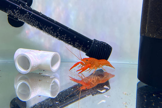 Fireball Crayfish