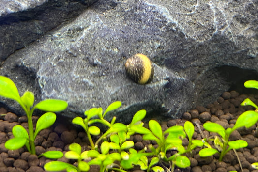 Pumpkin Nerite Snail