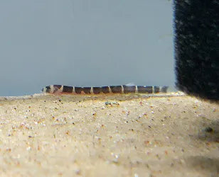 Kuhli Loach