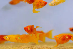 Lyretail Molly (Assorted)