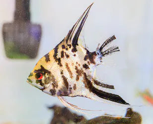 Marble Angelfish