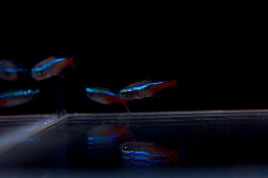 Neon Tetra
