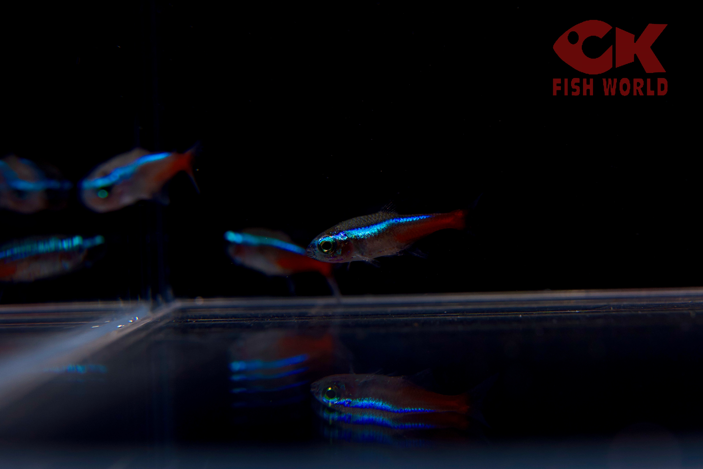 Neon Tetra