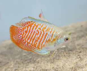 Flame Dwarf Gourami