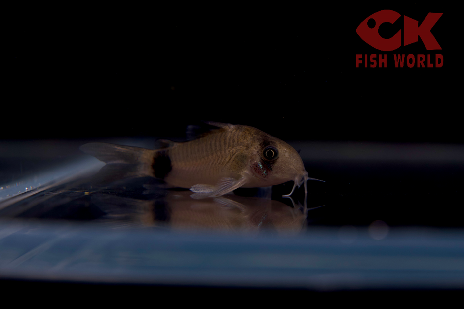 Corydora for Sale | Peaceful Bottom Dweller Community Fish – CK Fishworld