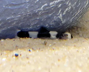 Panda Loach