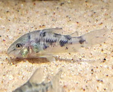  Peppered Cory