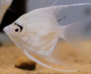 Platinum Angelfish