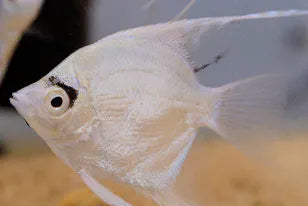 Platinum Angelfish