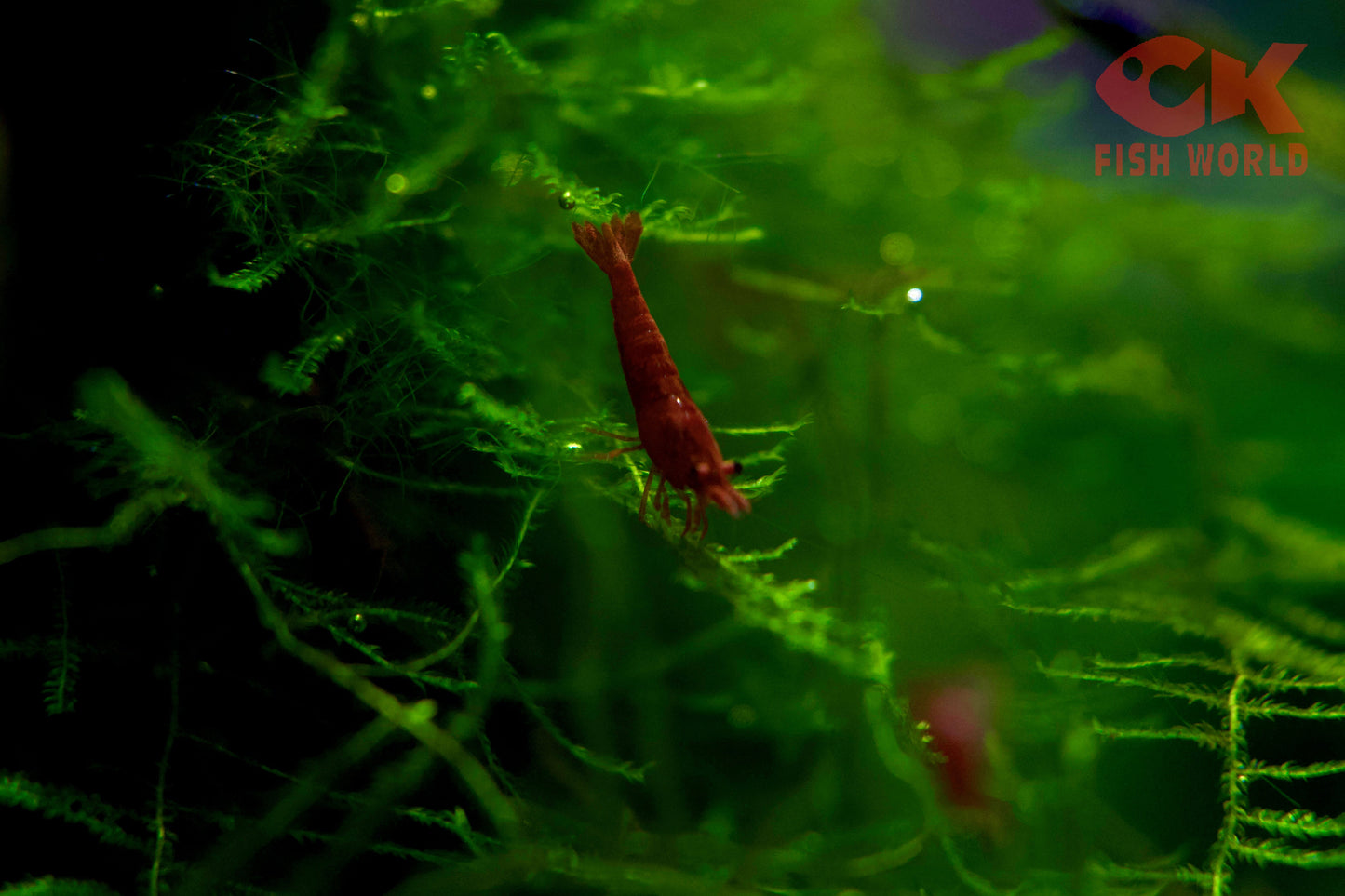Fire Red Shrimp